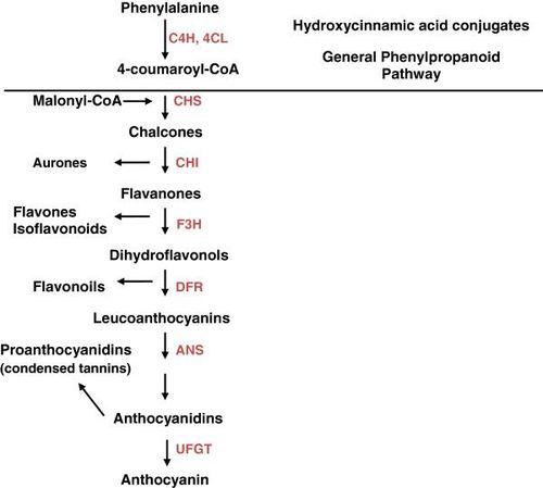 om cinnamate,Om Cinnamate: A Comprehensive Overview