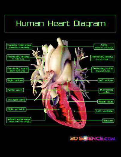 om heart blockage,Understanding Om Heart Blockage: A Comprehensive Guide