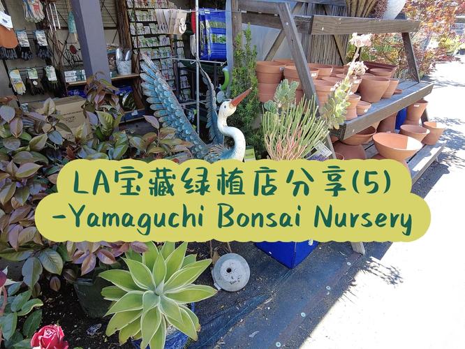 om bonsai nursery,Our Collection