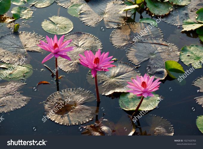 lotus flower with om symbol,Lotus Flower with Om Symbol: A Detailed Multidimensional Introduction